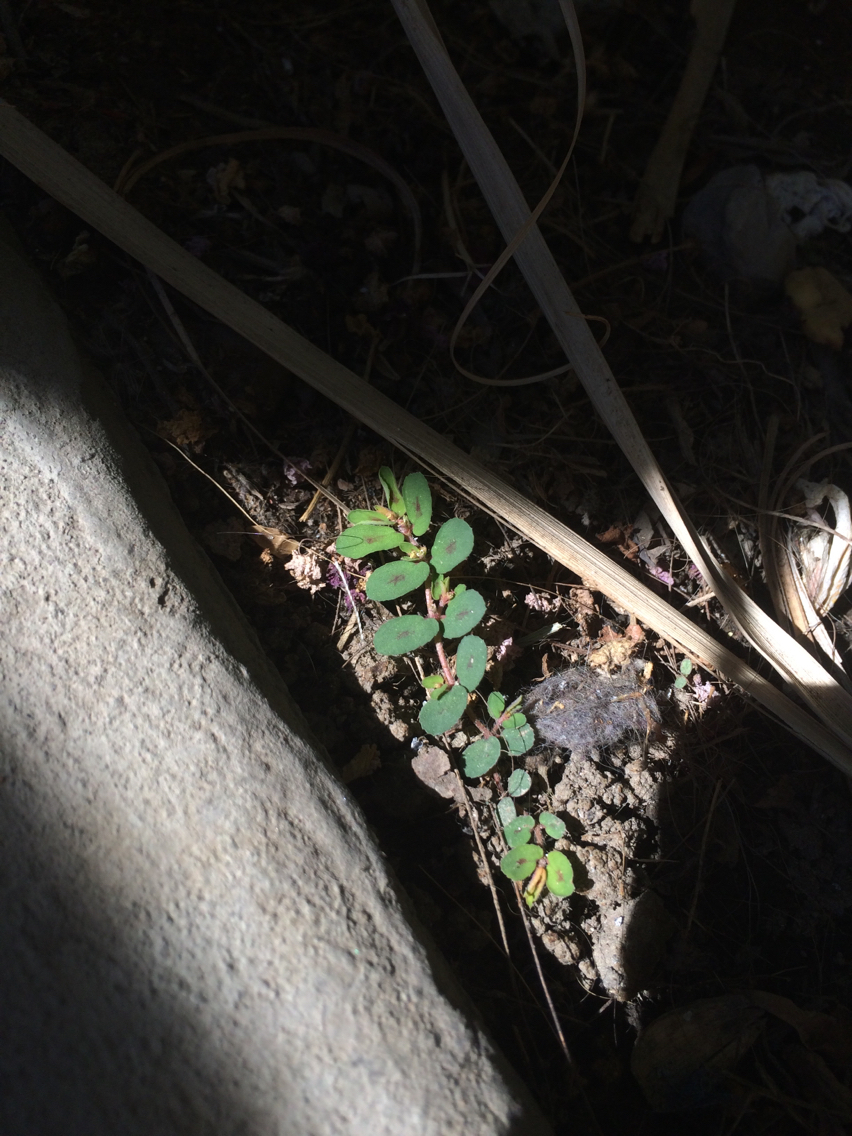 Image of <i>Euphorbia maculata</i>