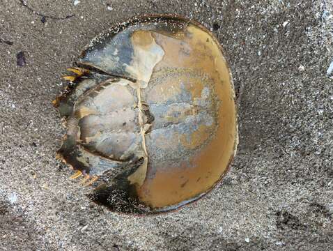 Image of Horseshoe Crab