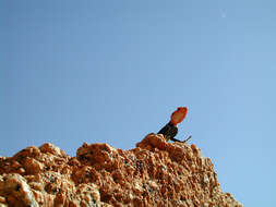 Image of Namib Rock Agama