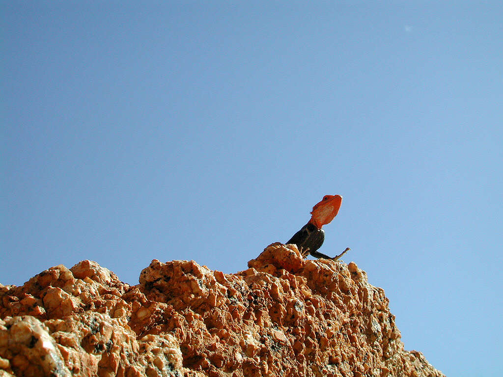 Слика од Agama planiceps Peters 1862