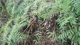 Image of <i>Vicia nigricans gigantea</i>