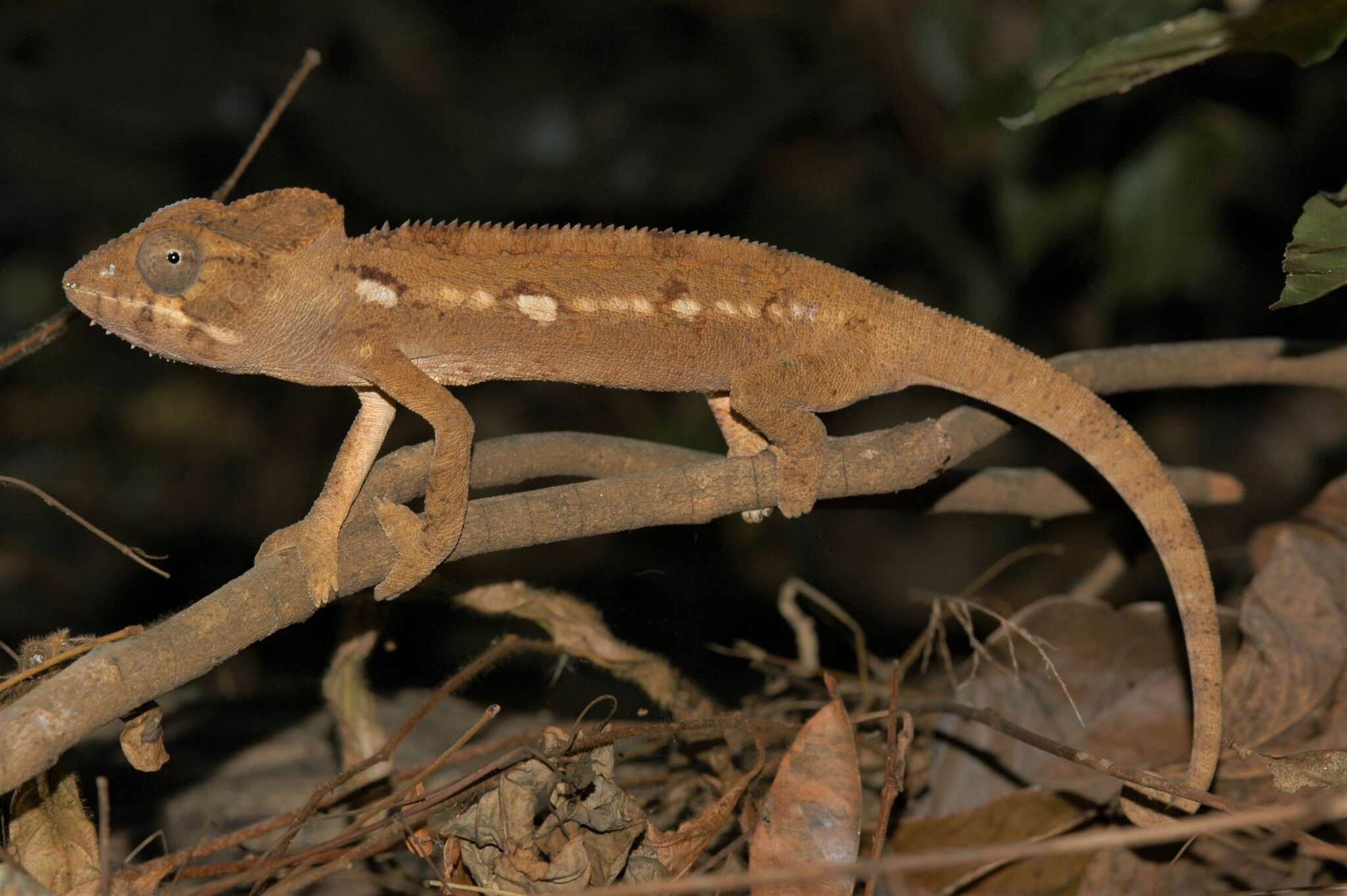 Image of Malagasy Giant Chameleon