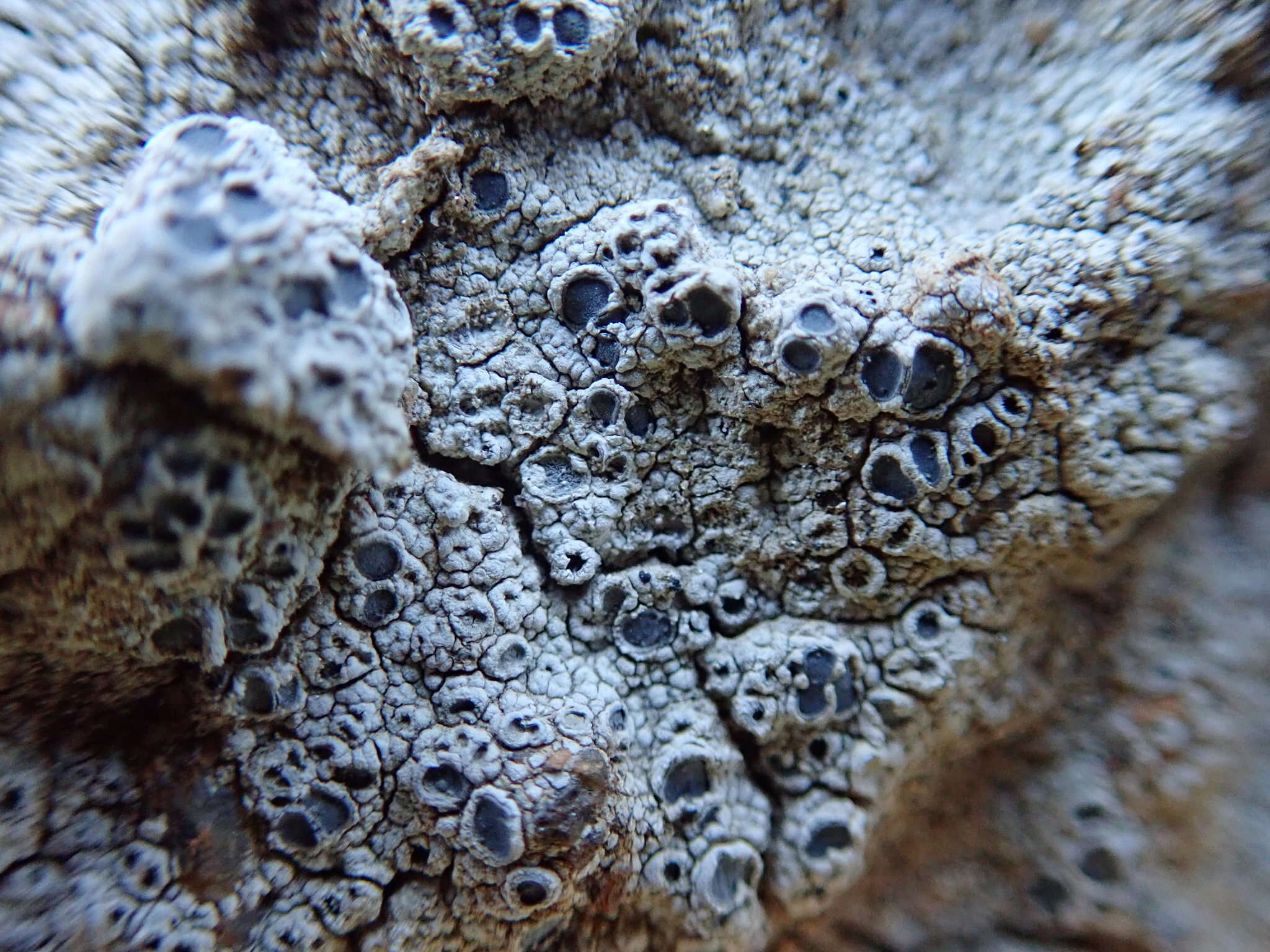 Image of Cow pie lichen