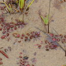 Image of <i>Ludwigia palustris</i>