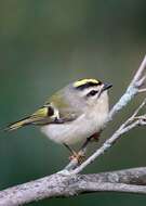 Image of Golden-crowned Kinglet