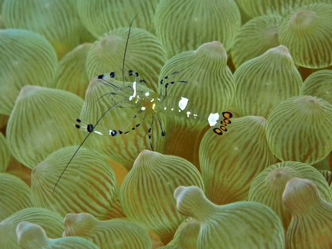 Image of pacific clown anemone shrimp