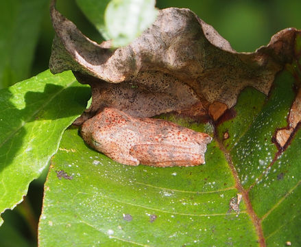 18.https www inaturalist org photos 2352854.580x360