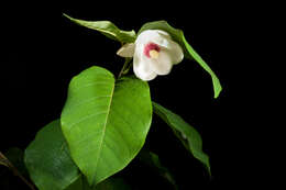 Image of Magnolia sieboldii K. Koch