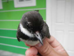 Image of Philippine Pied Fantail