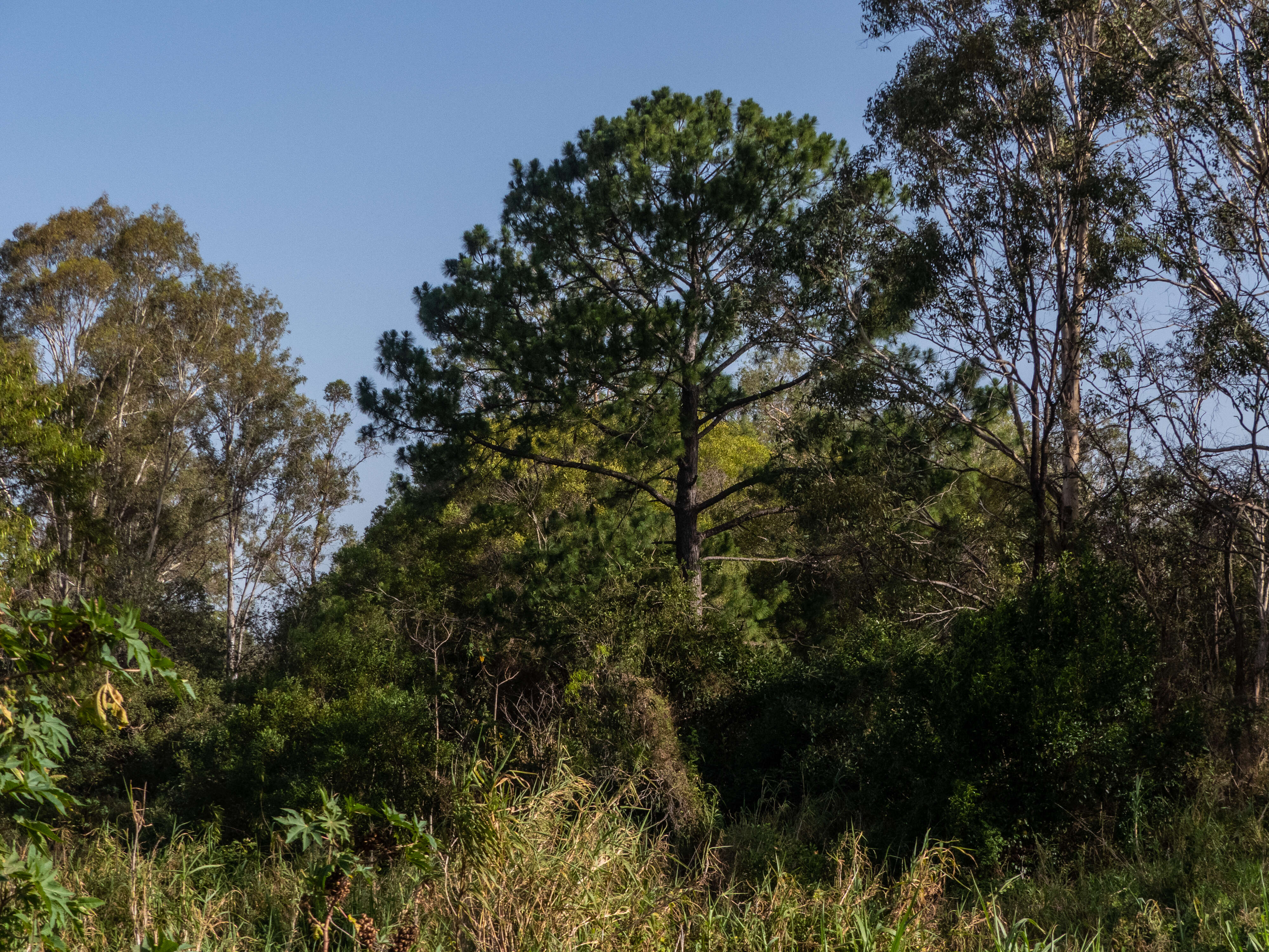 Image of Slash Pine