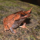 Image of Borneon Horned Frog
