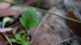 Image de Lobelia andrewsii Lammers