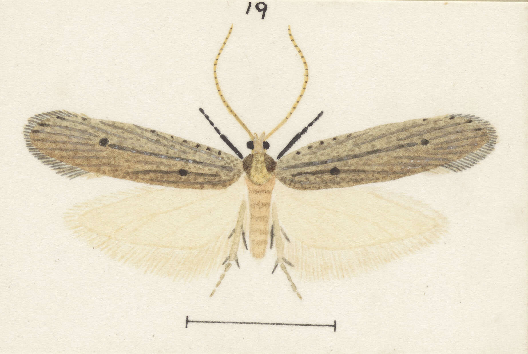 Image of Orthenches chlorocoma Meyrick 1885