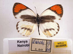 Image of Colotis euippe (Linnaeus 1758)