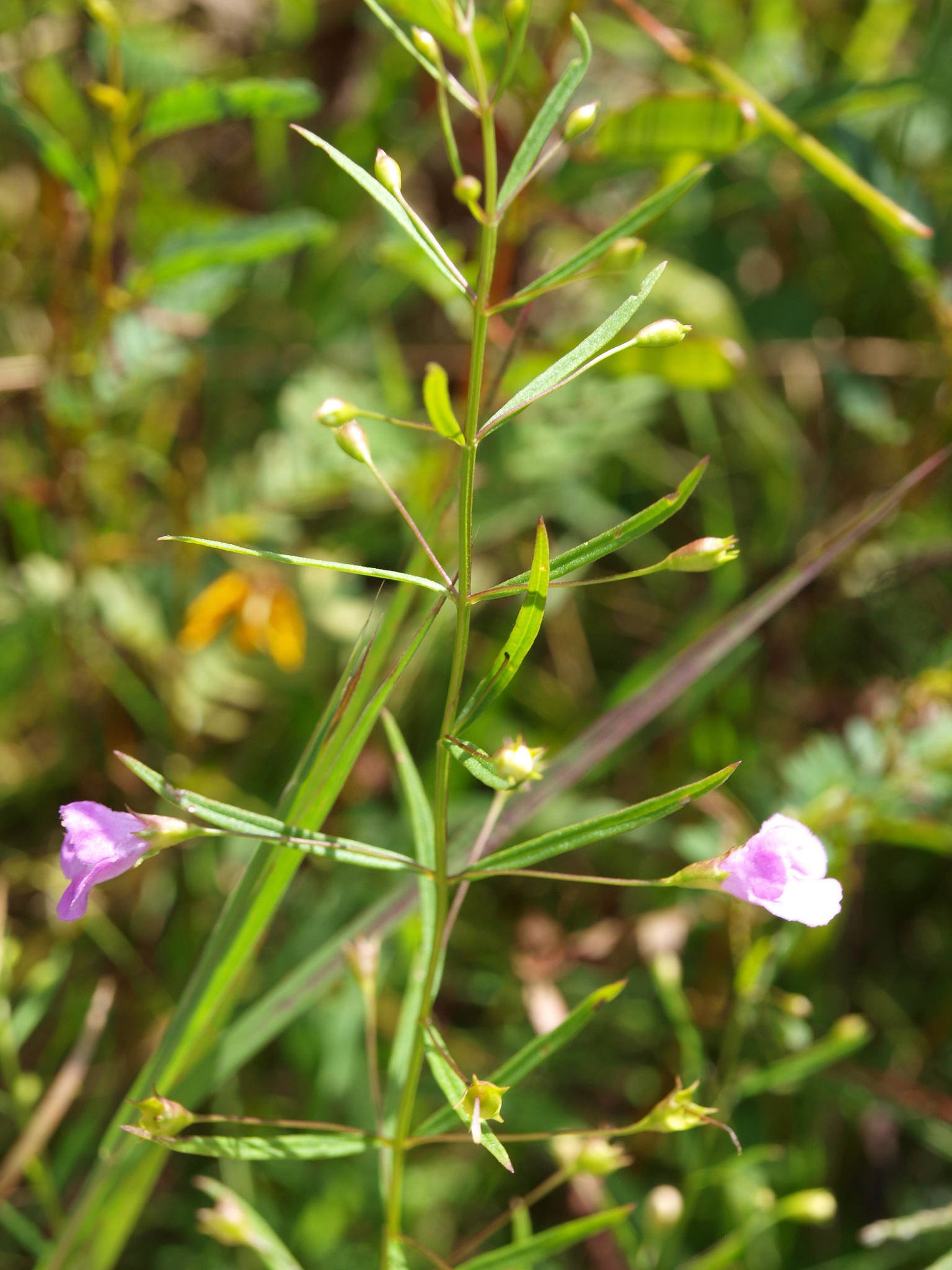 Image of <i>Agalinis tenuifolia</i>