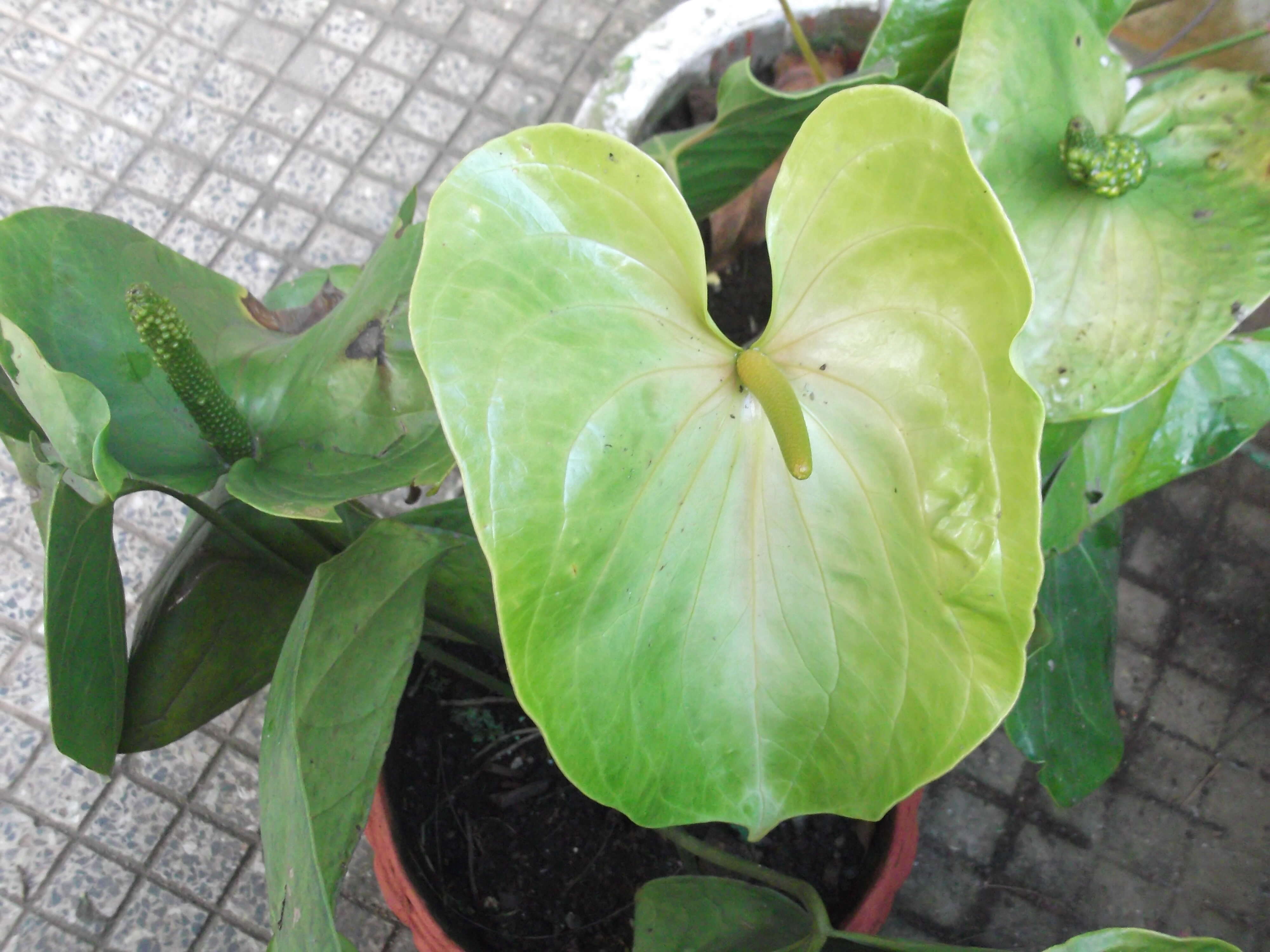 Imagem de Anthurium coriaceum G. Don