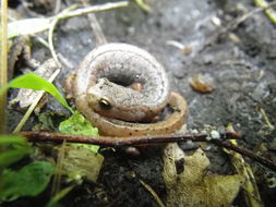 Image of Hemidactylium scutatum (Temminck ex Temminck & Schlegel 1838)