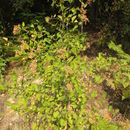 Image of <i>Spiraea betulifolia</i>