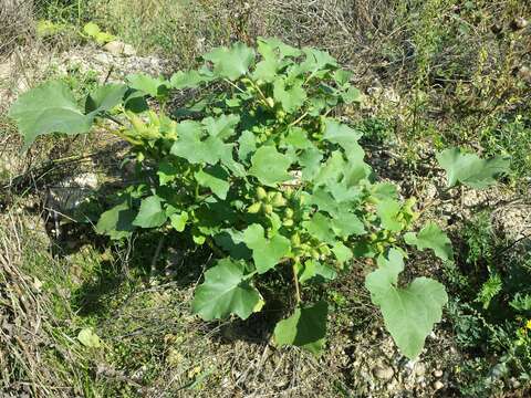 Imagem de Xanthium orientale L.