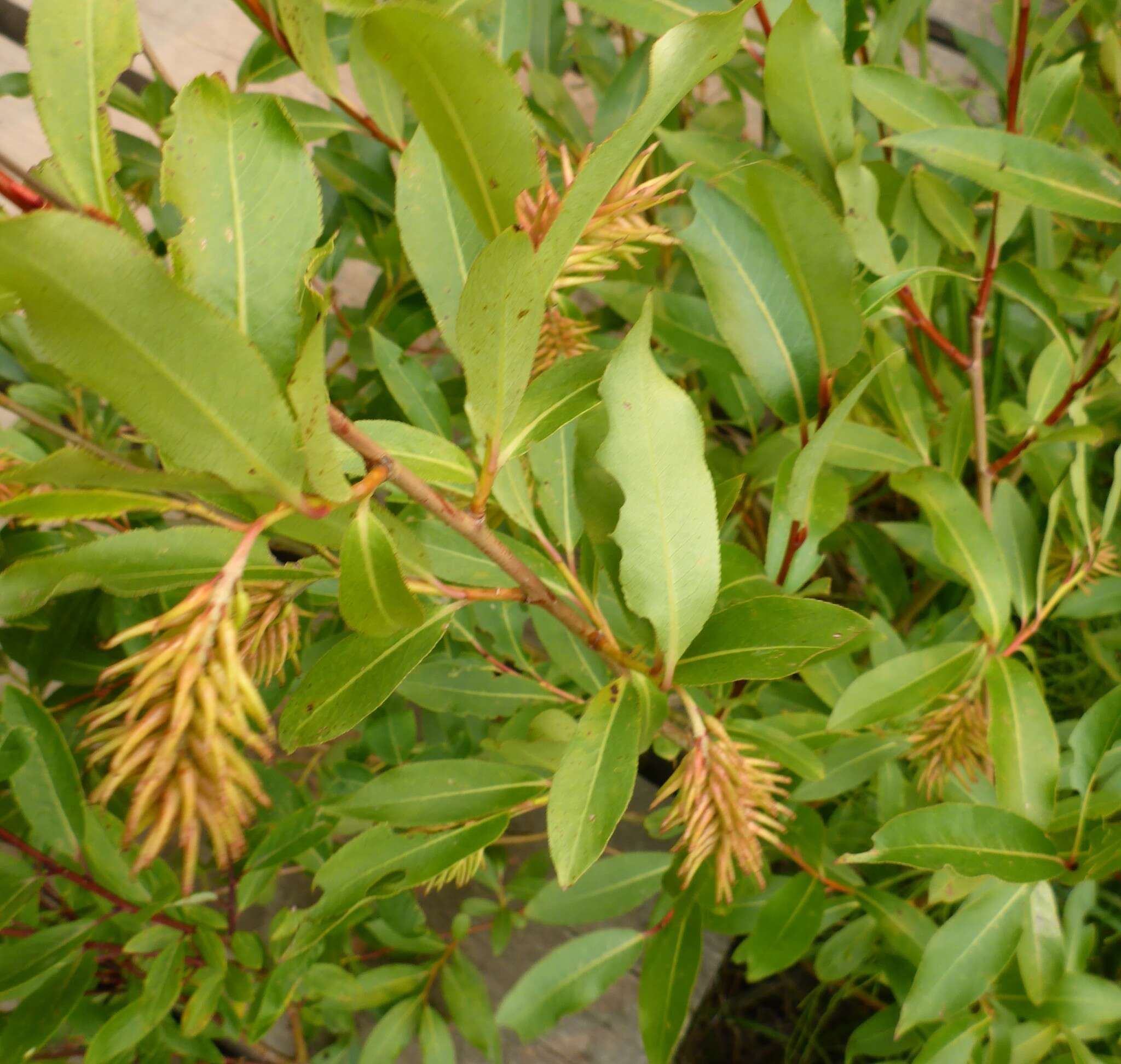 Image of Autumn Willow