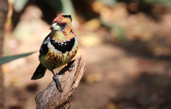 Image of Crested Barbet