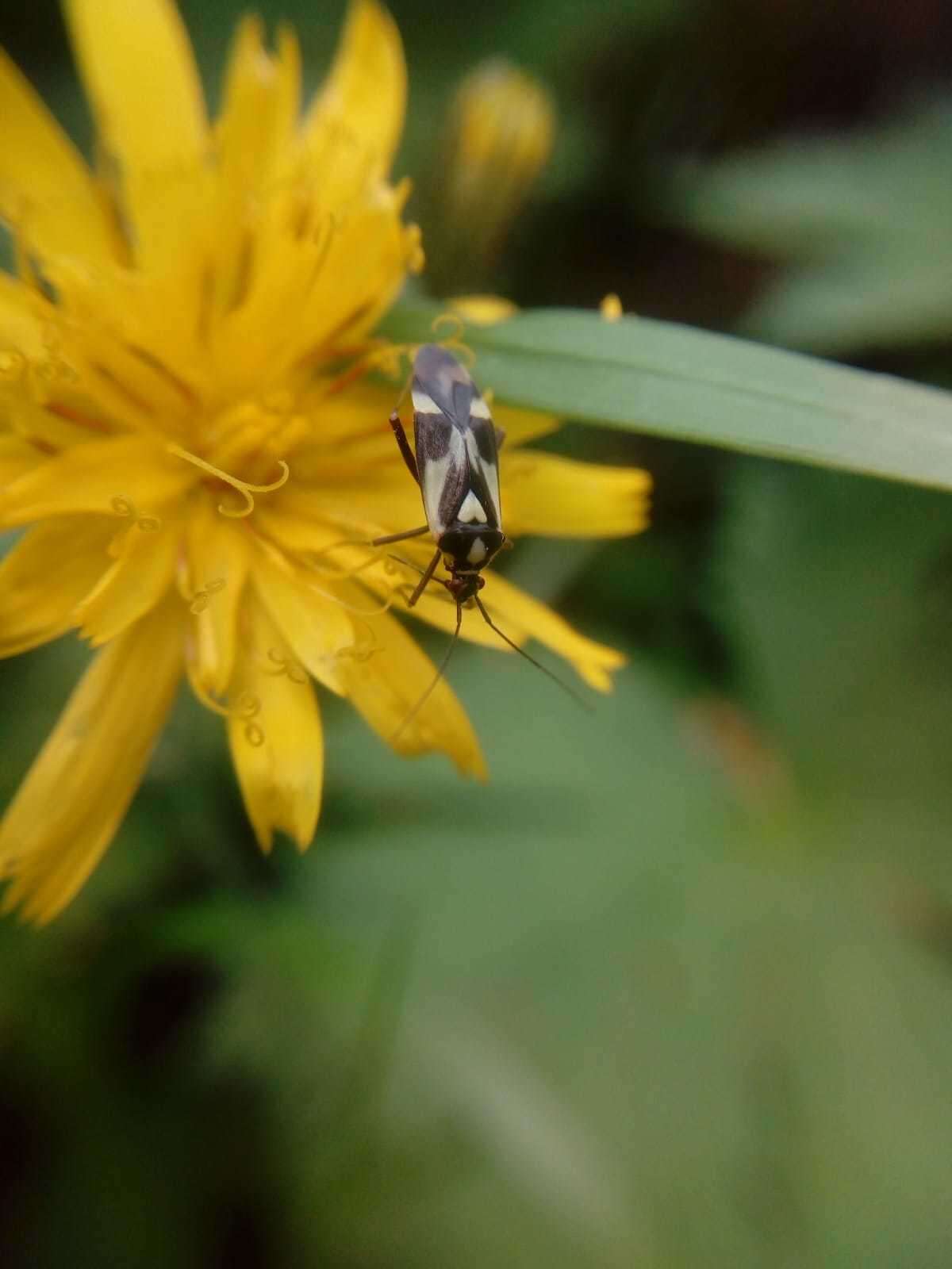 Image of Grypocoris sexguttatus (Fabricius 1777)