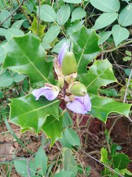 Image de Acanthus ebracteatus M. Vahl