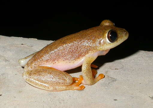 Image of Whitebelly Reed Frog