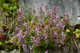 Image of Common Thyme