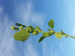 Image of Grey Goosefoot