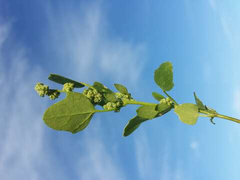 Image of Grey Goosefoot