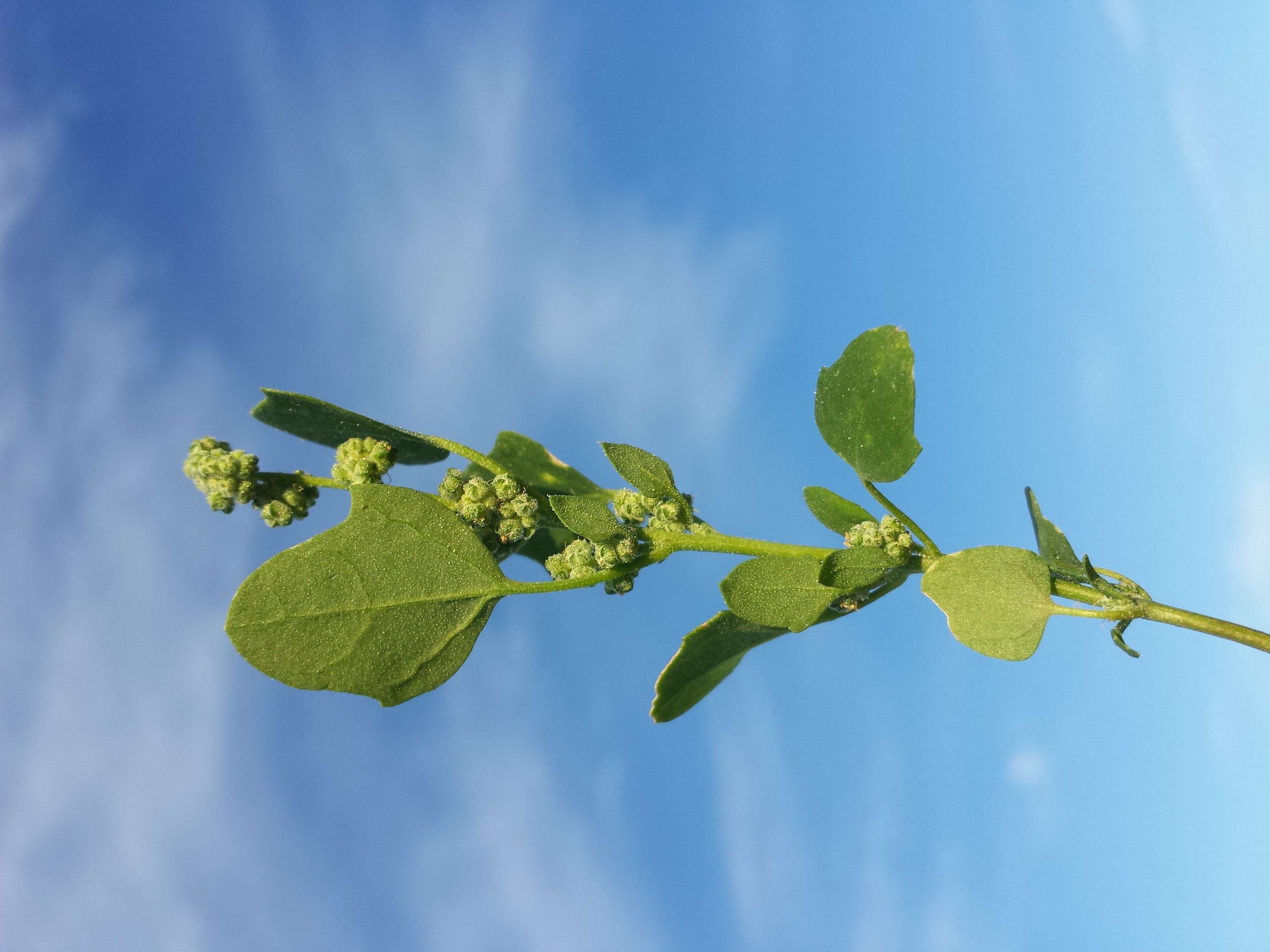 Plancia ëd Chenopodium opulifolium Schrader