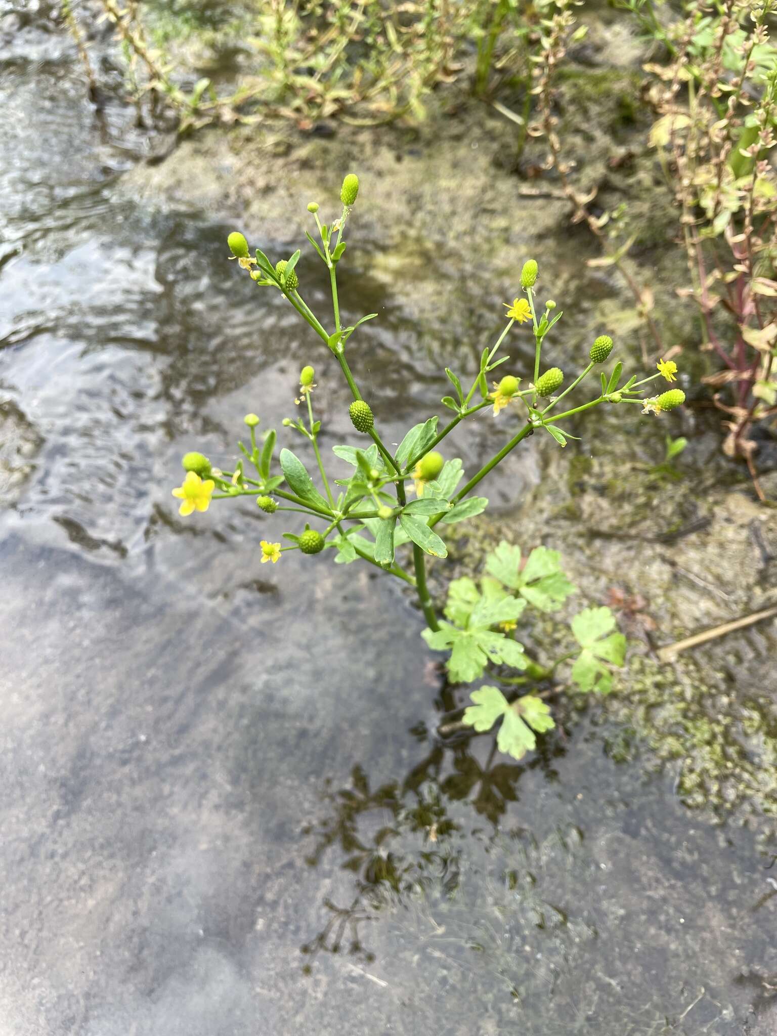 Image of cursed buttercup