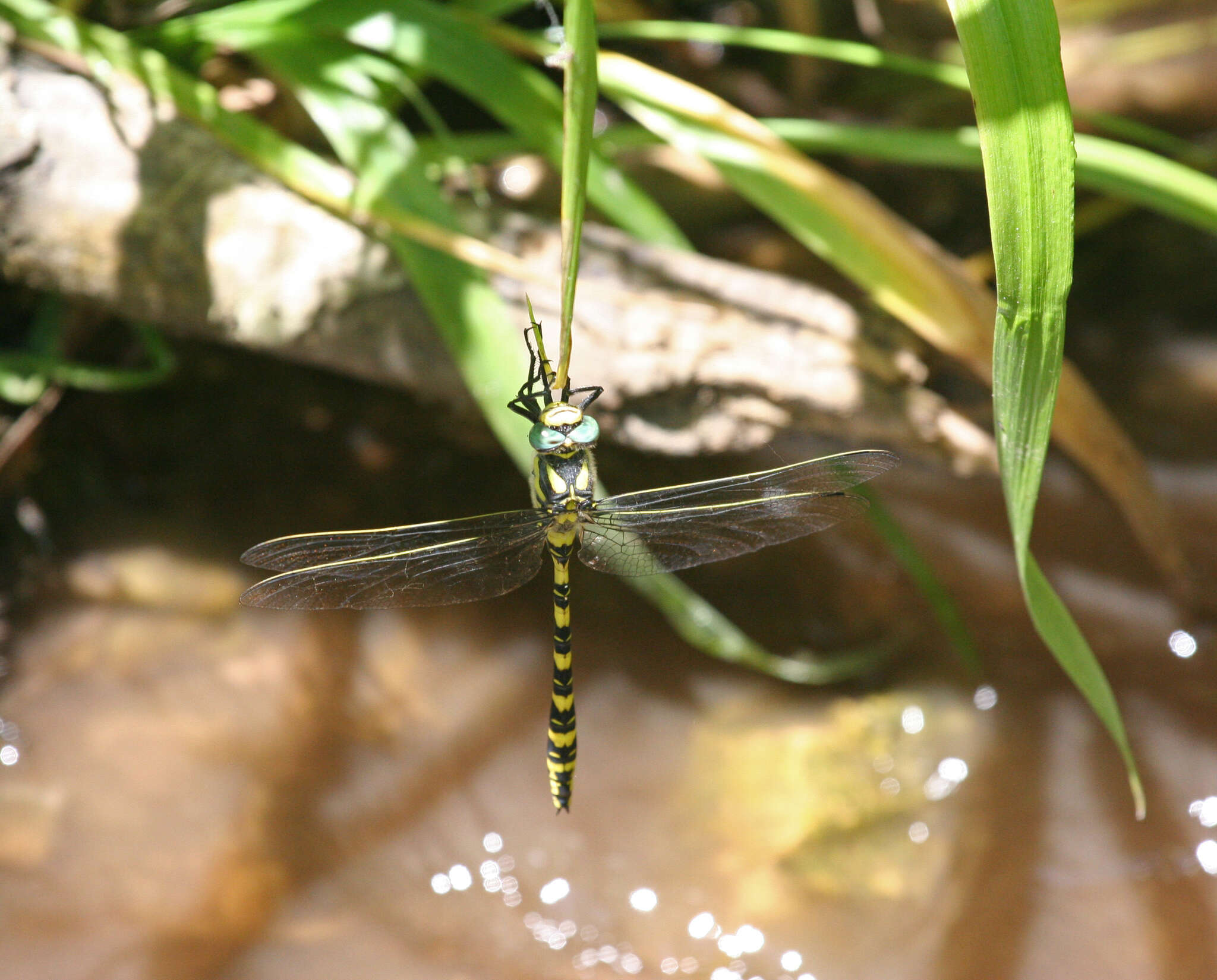 Image of spiketail