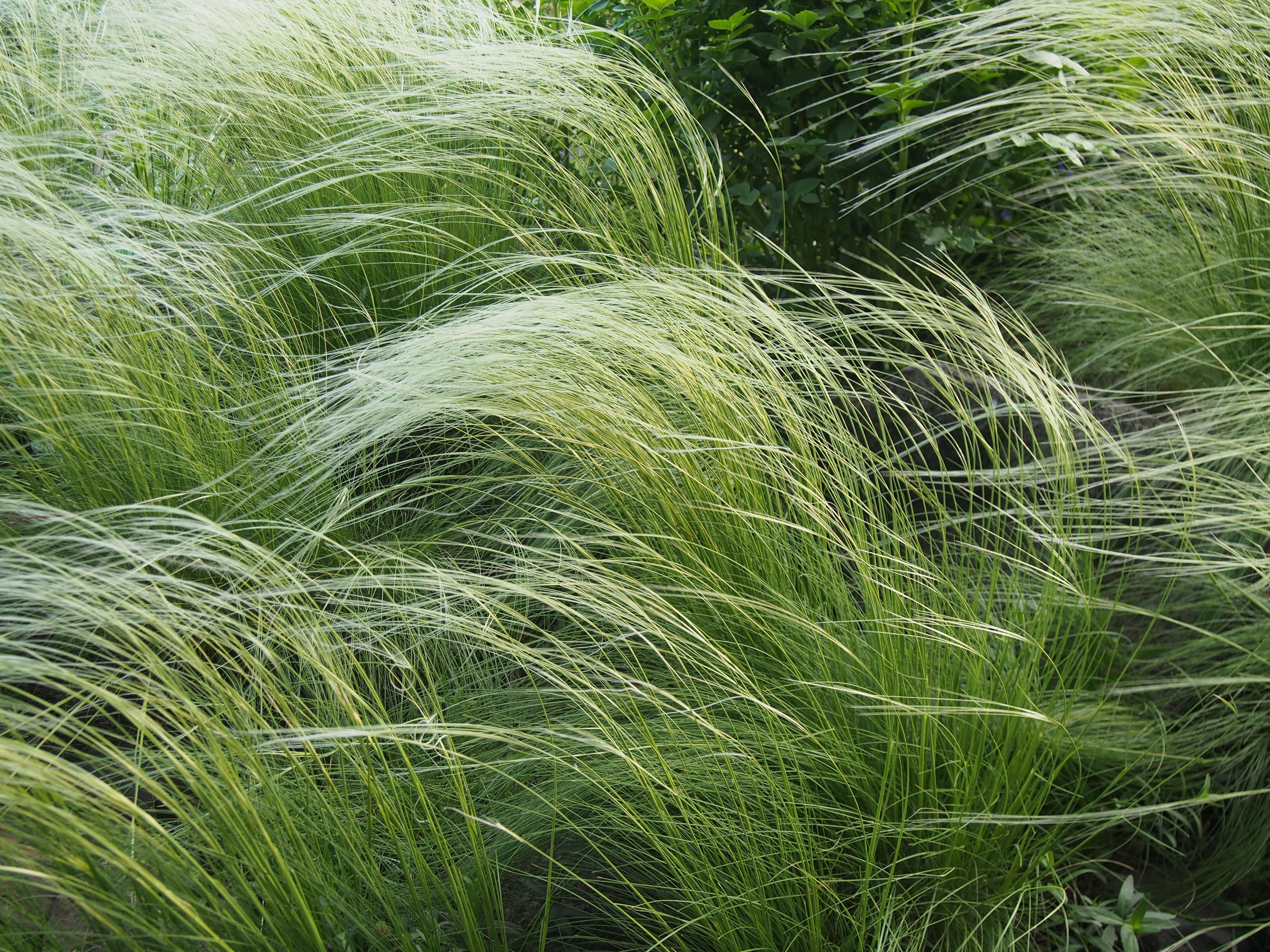 Plancia ëd Stipa lessingiana Trin. & Rupr.