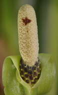 Image de Zamioculcas zamiifolia (G. Lodd.) Engl.