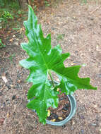 Image of Alocasia nycteris Medecilo, G. C. Yao & Madulid