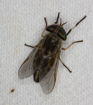 Image of Striped Horse Fly