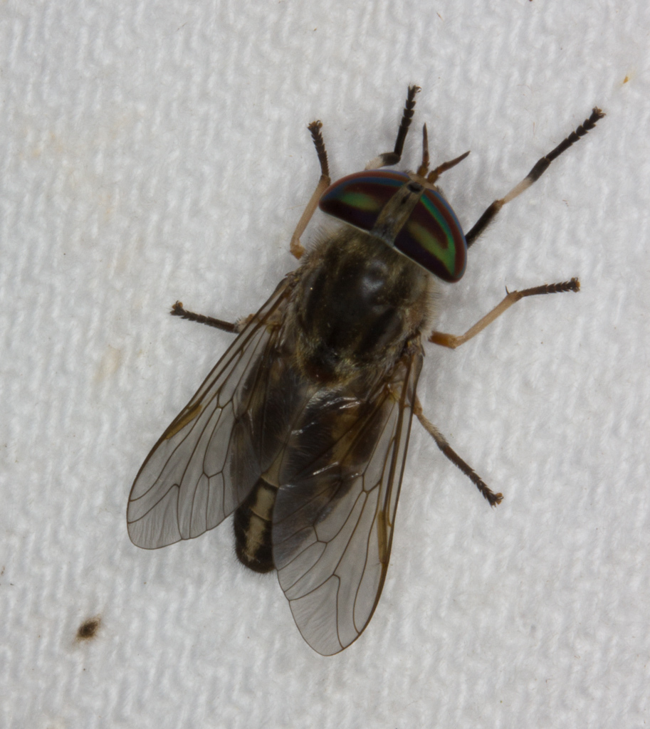 striped-horse-fly-encyclopedia-of-life