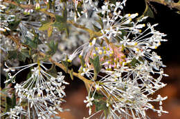 Image of Silky-oak