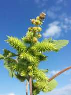 Imagem de Xanthium orientale L.