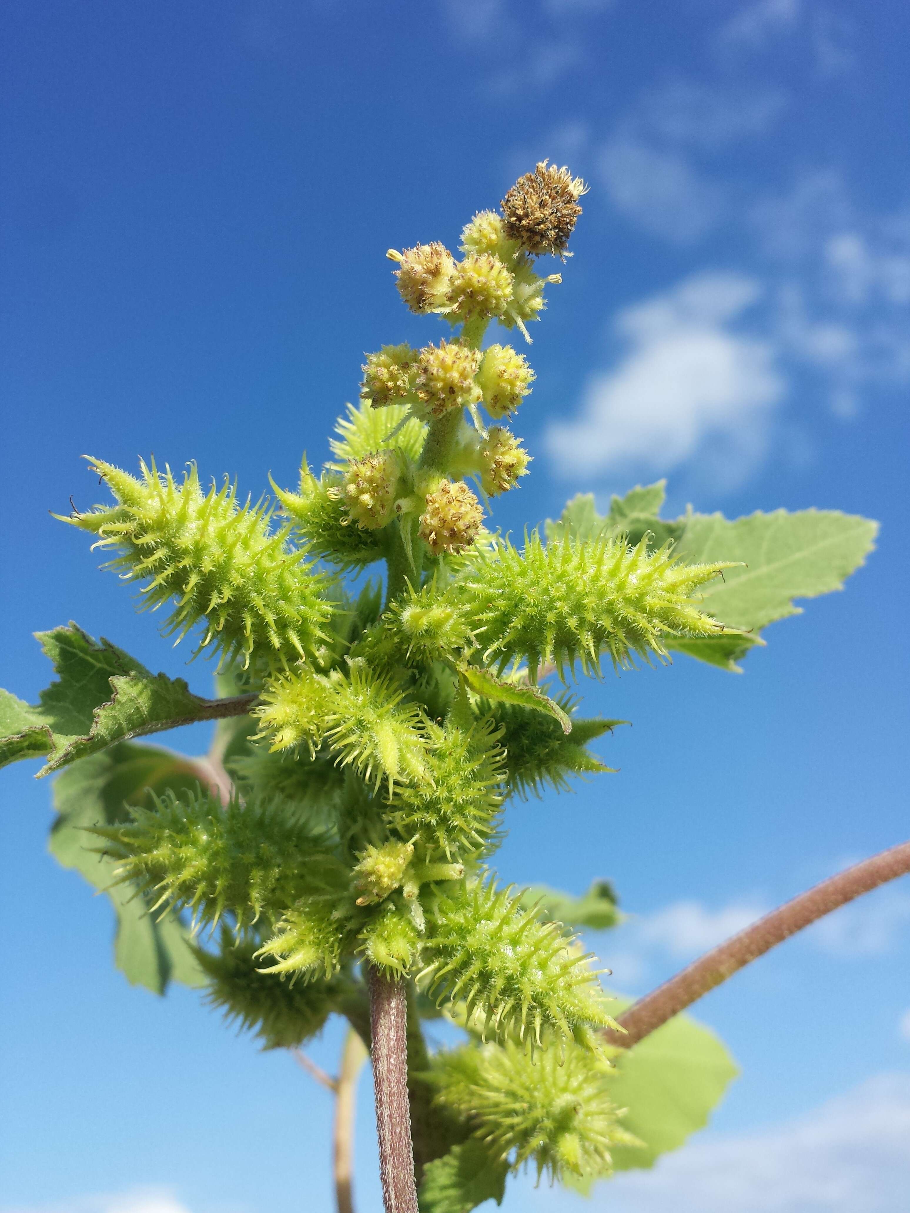 Imagem de Xanthium orientale L.