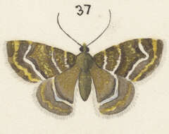 Image of Notoreas atmogramma Meyrick 1911