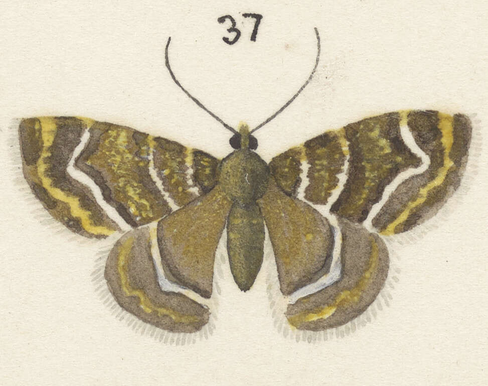 Image of Notoreas atmogramma Meyrick 1911