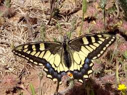 Image of Saharan Swallowtail