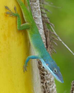 Image of Allison's Anole