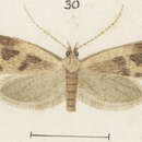 Image of Gymnobathra cenchrias Meyrick 1909