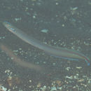 Image of Gunnellichthys monostigma