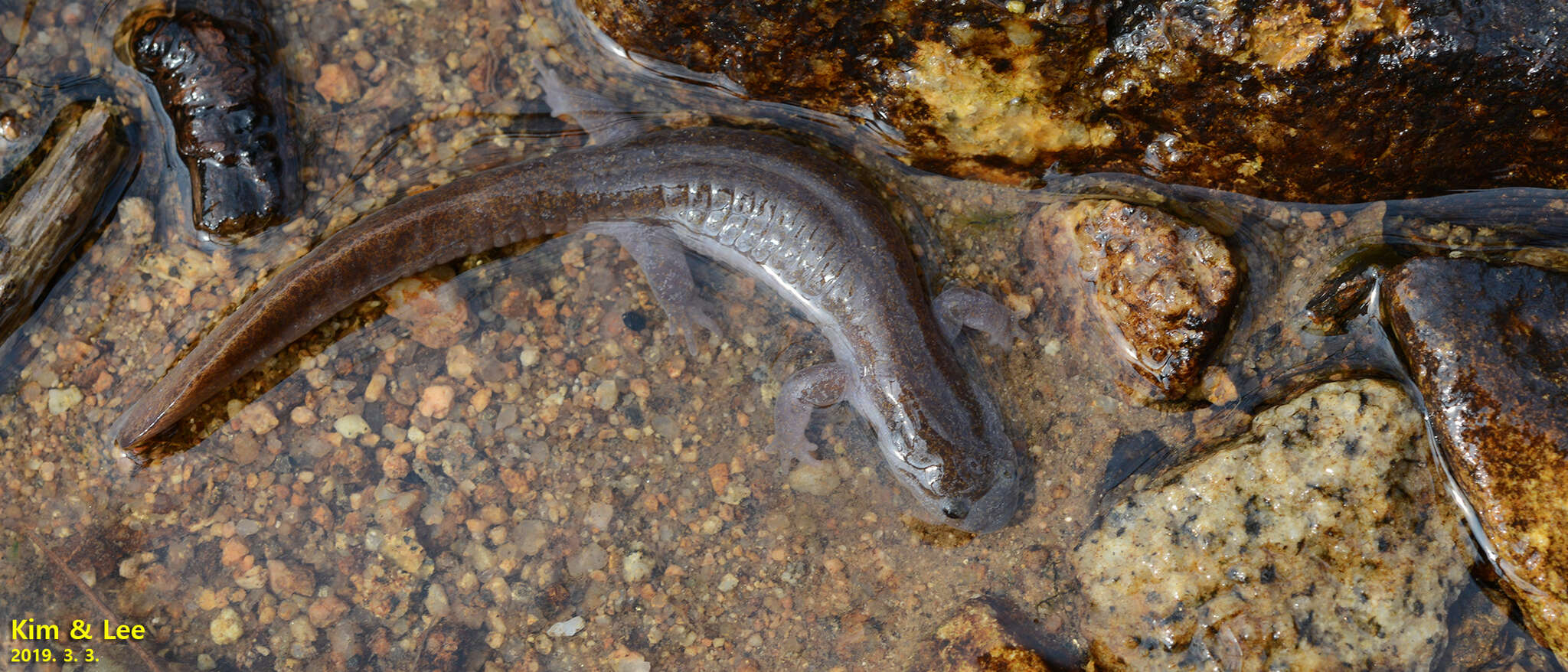 Image of Chinese Salamander