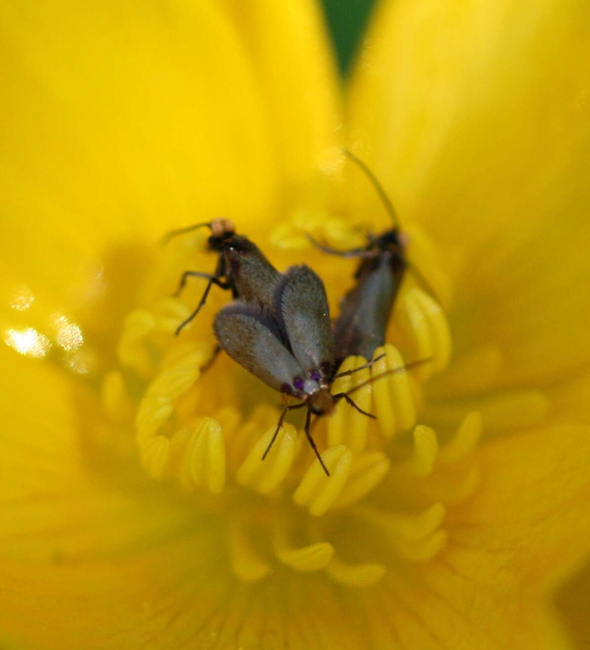 Image of marsh marygold moth